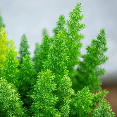 狐尾天门冬盆栽i绿植大盆多年生四季常绿植物 阳台庭院花园花苗