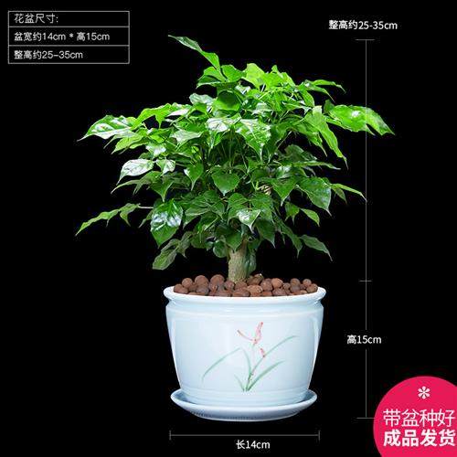 绿宝幸福树盆栽平安发财树植物客厅室内四季常绿桌面绿植花卉盆景,鲜花速递/花卉仿真/绿植园艺,绿植,淘宝优惠券,粉丝福利购,淘宝优惠卷