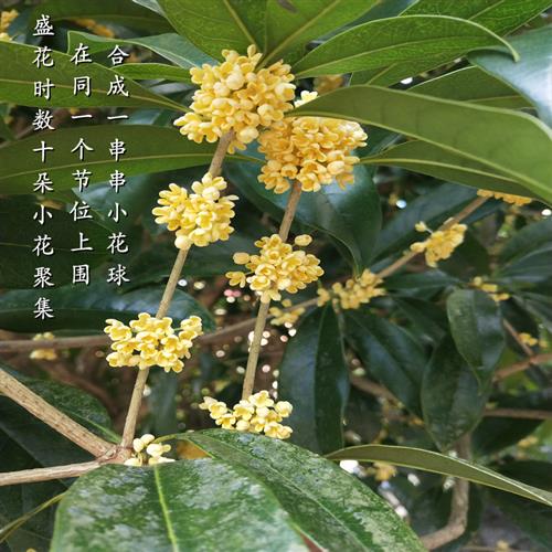 八月桂花树苗丹桂四季桂室外庭院大树地栽苗木红桂花金桂原生金球