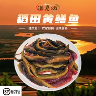 正宗生态黄鳝湖南鲜活鳝鱼现杀保鲜顺丰冷链长鱼鳝鱼滋补食用水产