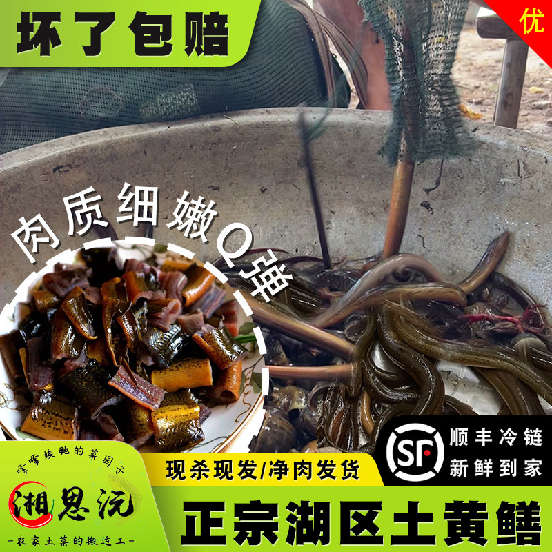 湖南生态鳝鱼鲜活鳝鱼片黄鳝鲜活顺丰冷链农家生态现杀去骨鳝鱼肉