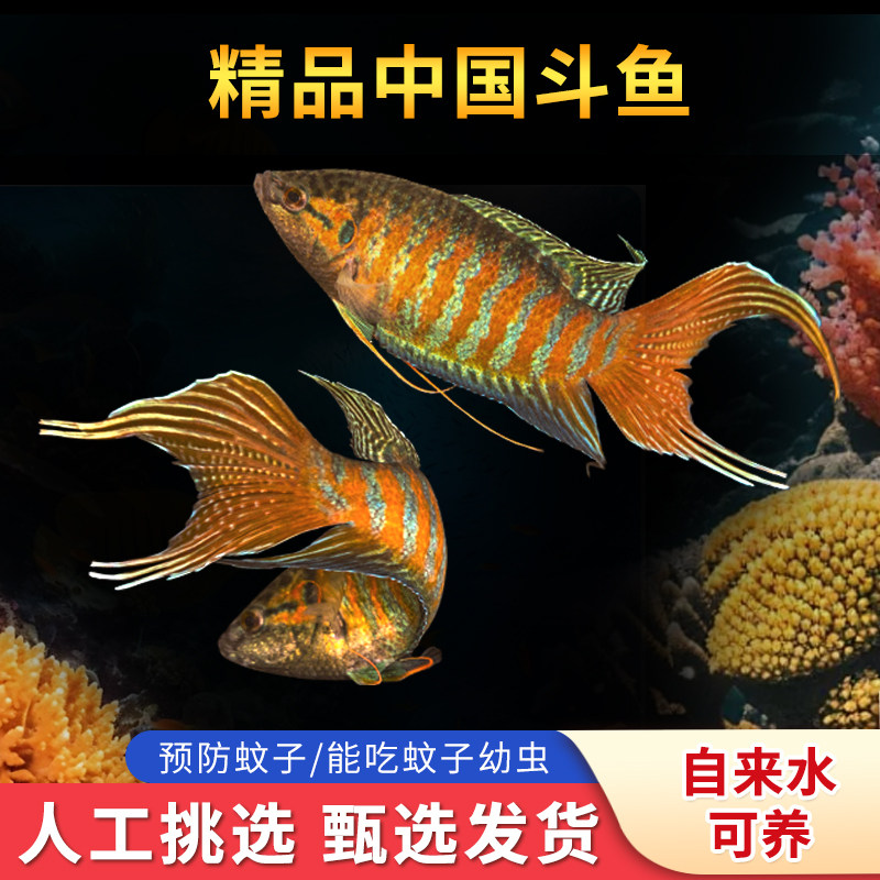 国斗巨普斗鱼中国斗鱼原生鱼好养耐活繁殖小鱼普叉冷水鱼蚊子克星,宠物/宠物食品及用品,鱼,淘宝优惠券,粉丝福利购,淘宝优惠卷