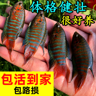 巨普中国斗鱼活体冷水淡水观赏鱼好养耐活小型观赏鱼苗原生鱼国斗