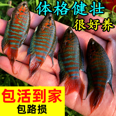 中国斗鱼活体活鱼冷水淡水