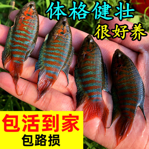 中国斗鱼活体活鱼冷水淡水