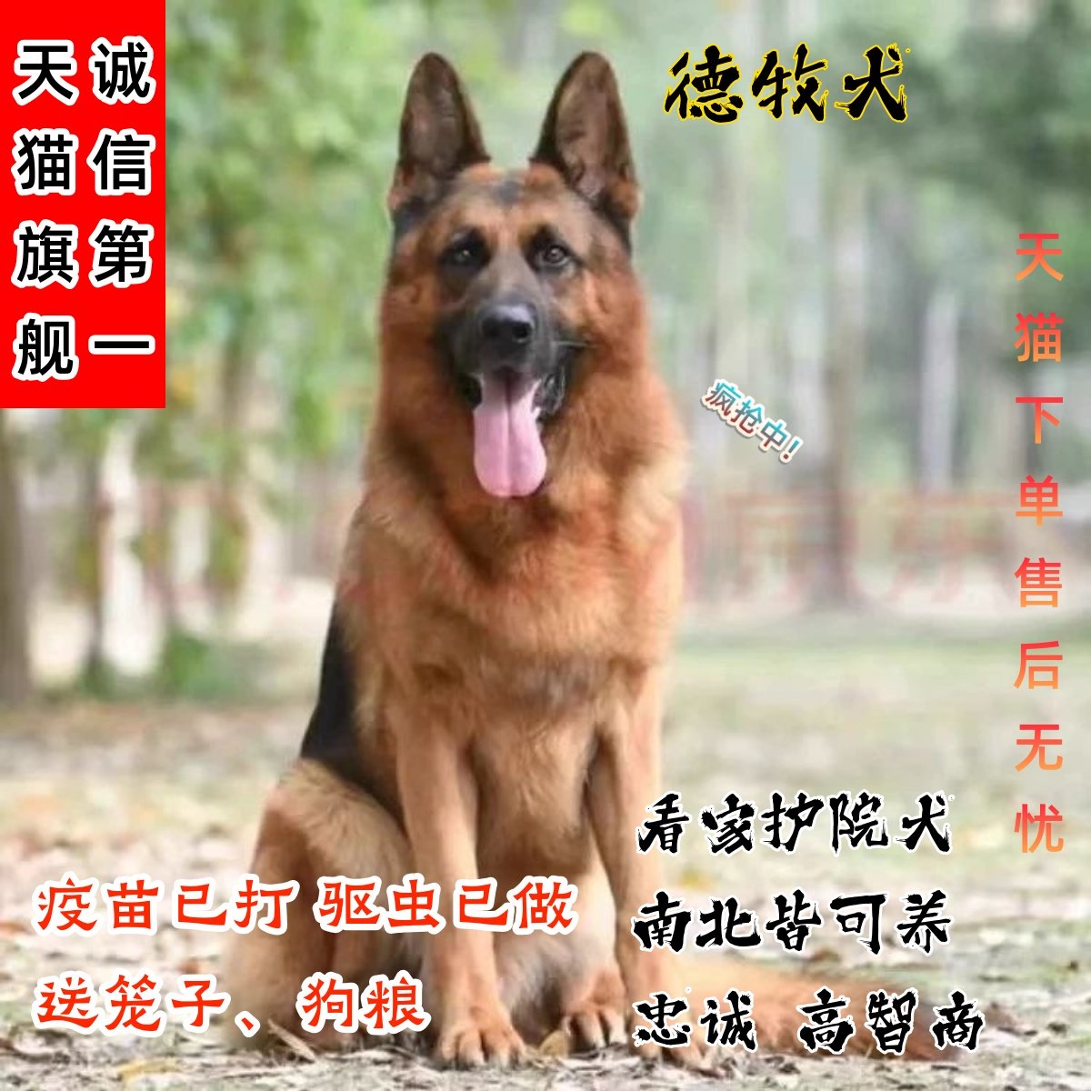 德牧幼犬串短毛弓背德国牧羊犬网红宠物狗小狗看家犬护卫犬放羊狗