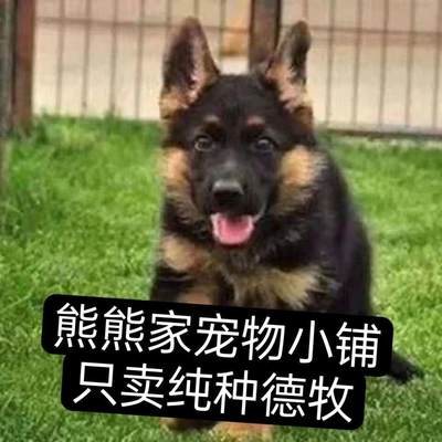 德国牧羊犬纯种德牧幼犬黑背二三个月放羊狗看家大型狼狗短毛平背