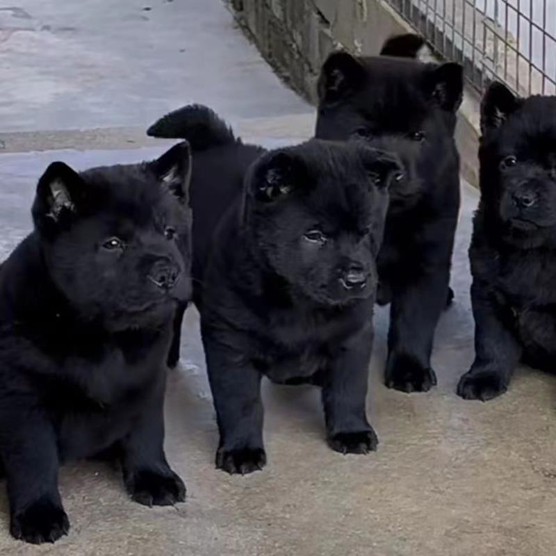 五黑犬中华田园犬虎头虎斑狗土狗赶山犬狩猎犬幼崽活体正宗纯黑狗 宠物/宠物食品及用品 狗狗 原图主图