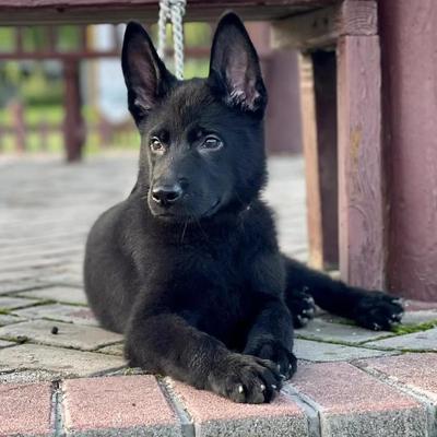 黑狼犬幼犬黑狼狗纯种大型犬看家护院镇宅工厂喂养看门串串混血