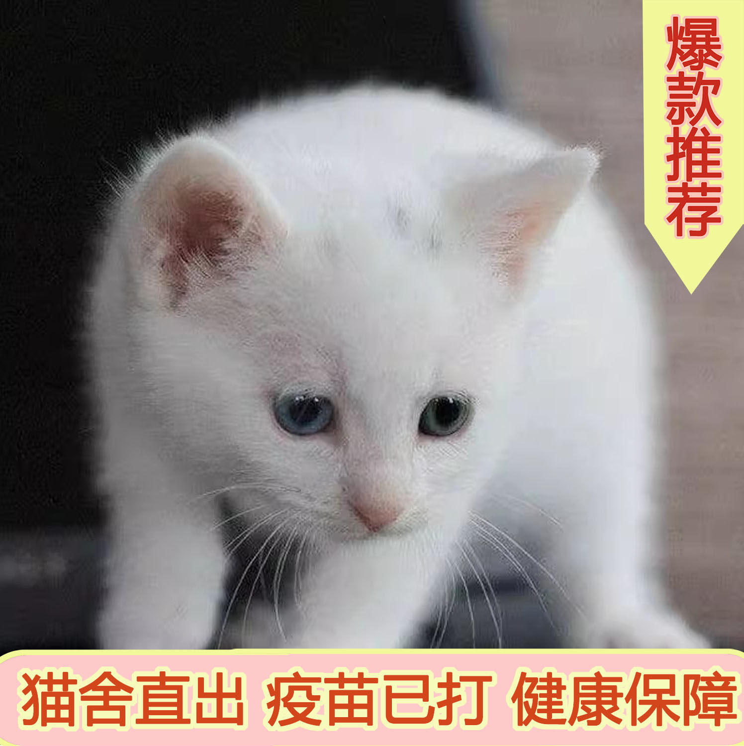 中华田园猫奶牛猫小鱼纯白全白猫家猫猫猫咪温顺小网红猫好养奶猫