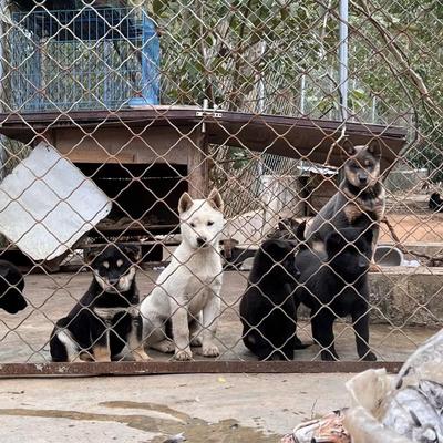 广西土猎中华田园犬狩猎犬虎斑犬黄狗白面五黑犬小狗崽看家护院狗