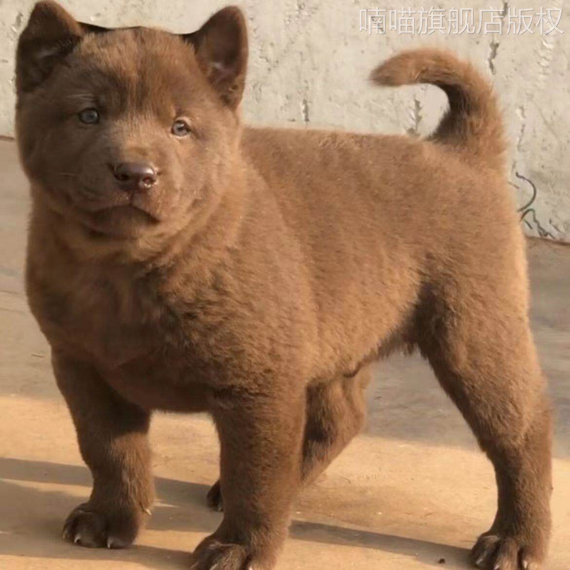 广西土猎犬五黑犬虎斑犬狩猎犬中华田园犬土狗活体混血狗狗四眼狗