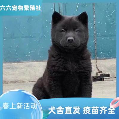 广西虎头五黑犬正宗土猎犬赶山犬幼崽看家护院犬小黑狗短毛田园犬