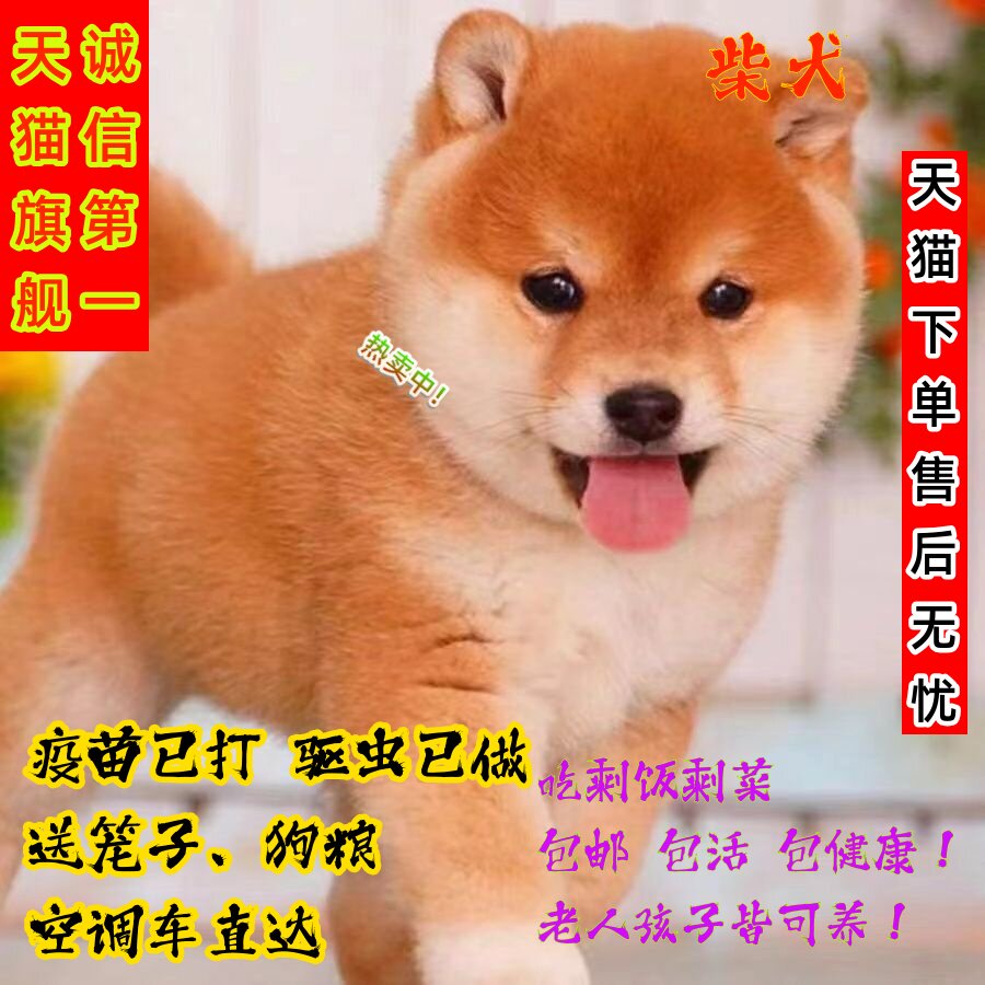 日本柴犬幼犬健康秋田黑豆活泼学生版黄色好养活中小型聪明短毛狗