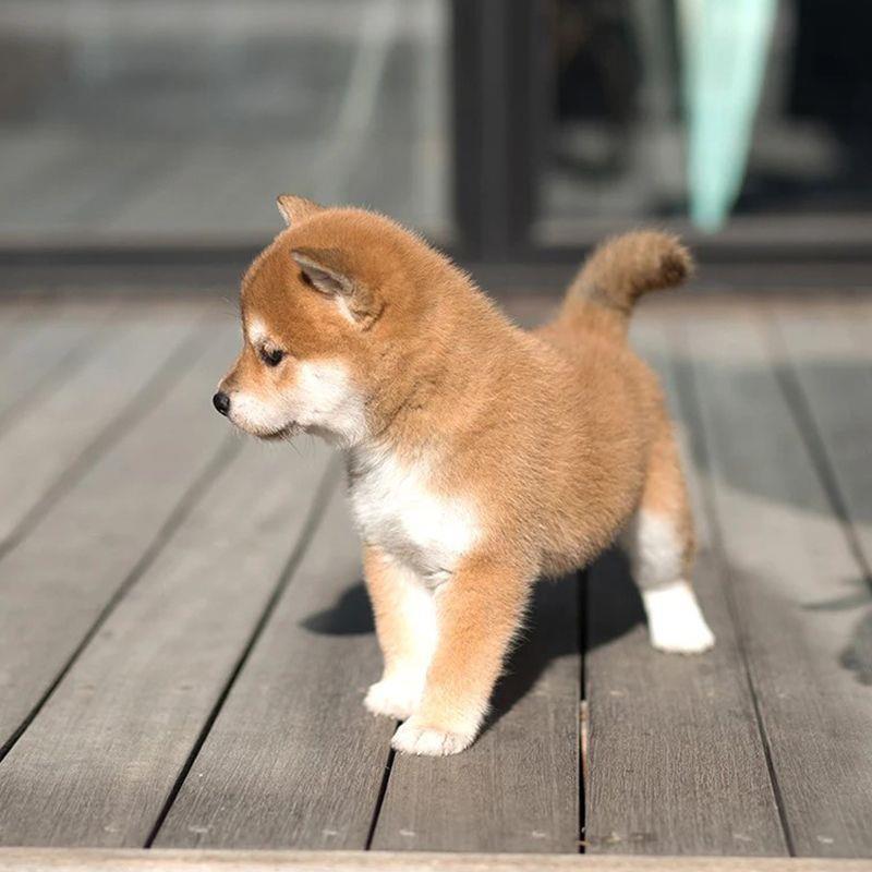 柴犬幼犬超萌小柴犬幼崽柴犬黑柴赤柴帅气活物正品活的无毛小狗狗