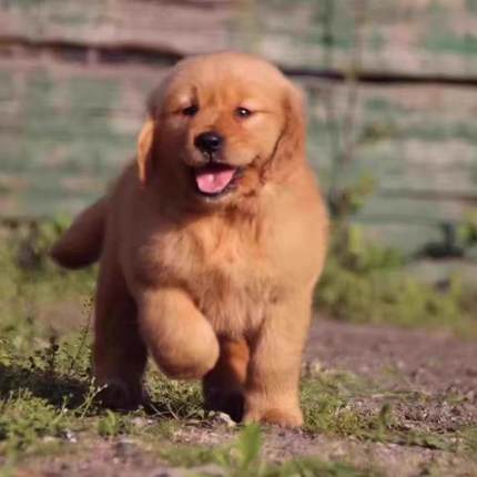 金毛幼犬混血活体狗狗导盲犬金毛犬巡回猎犬家养金毛狗小狗宠物狗