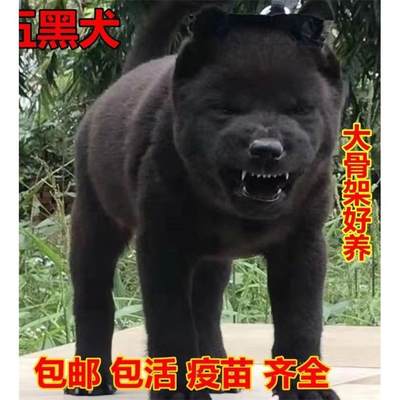 五黑犬广西土猎犬中华田园犬虎头虎斑狗赶山犬活物黑狗土猎犬活体