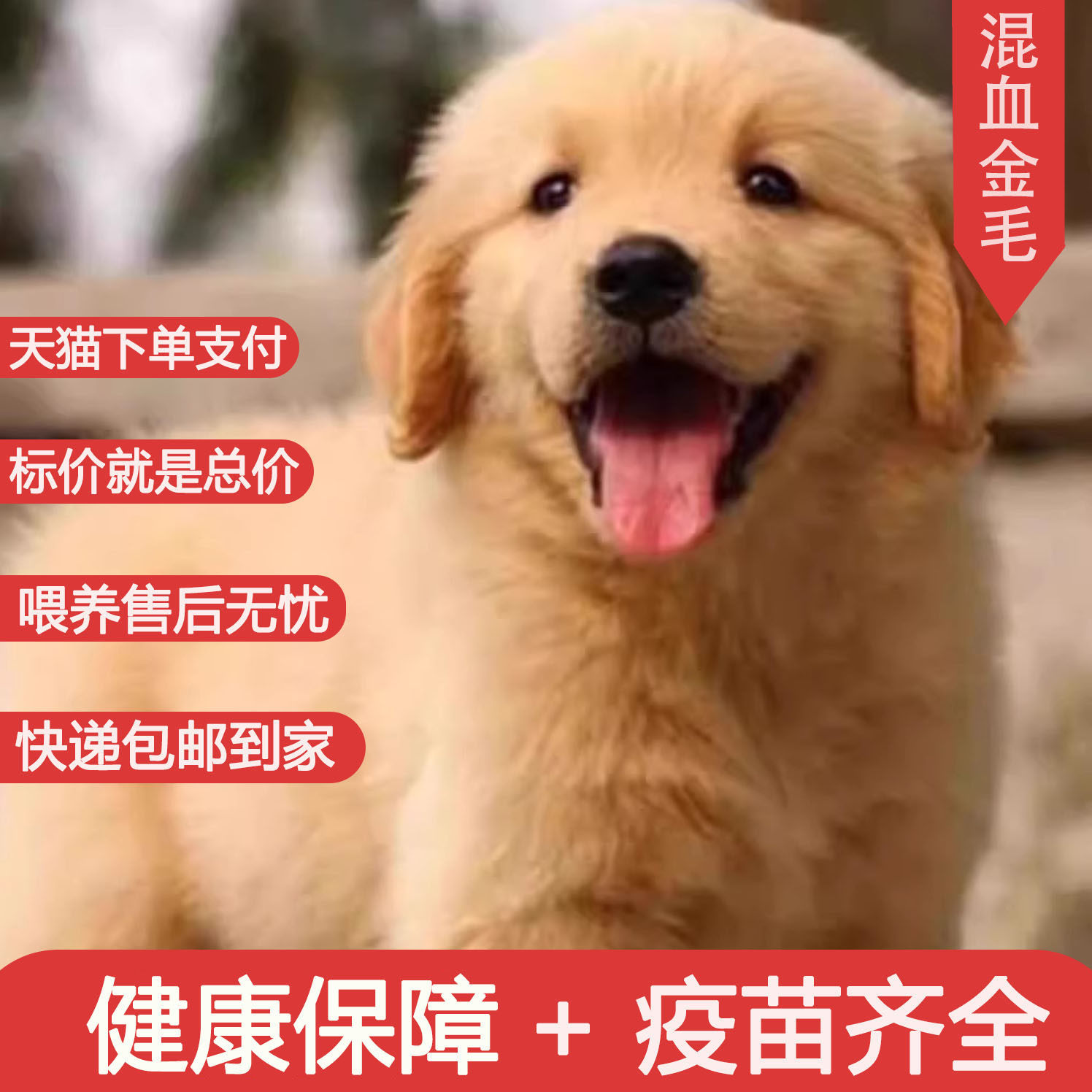 金毛混血幼犬大型骨架高智商活泼便宜犬小温顺巡回犬家养狗导盲犬