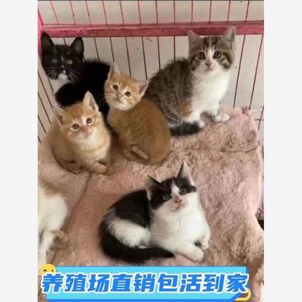 橘白猫狸猫橘猫白狸猫白猫幼崽小奶猫小猫真猫土猫田园猫小猫活物