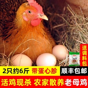 老母鸡土鸡农家散养新鲜正宗土鸡