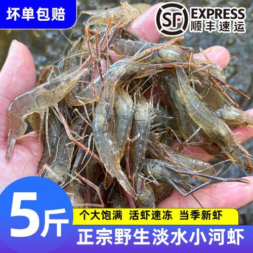 野生当季淡水小河虾鲜活批发商用