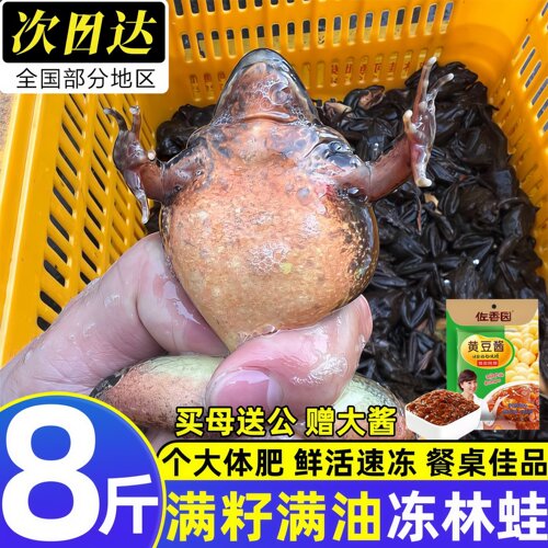 黑龙江现捕速冻满籽满油林蛙