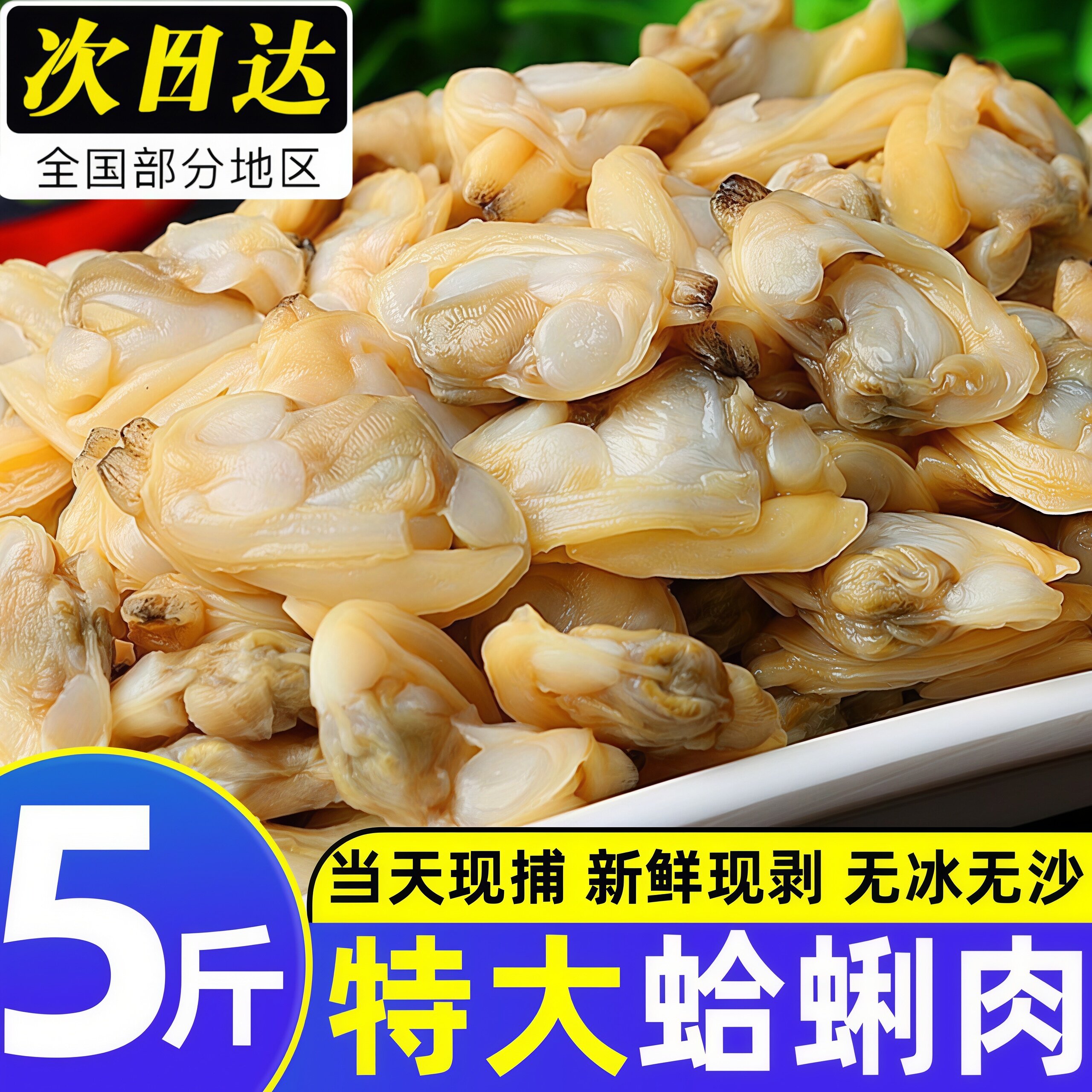 特大蛤蜊肉新鲜花甲肉鲜活现剥