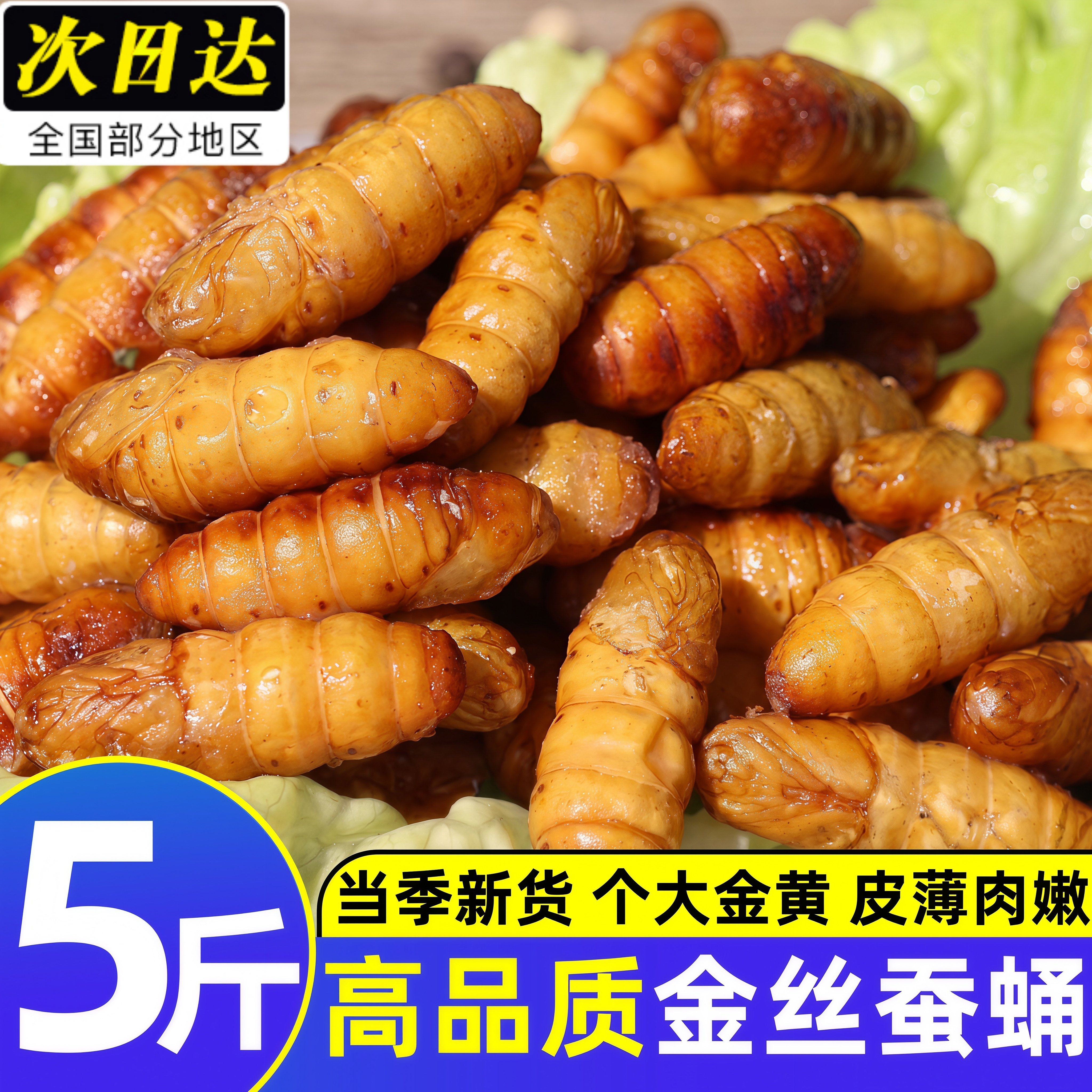 金丝蚕蛹鲜活新鲜冷冻山东特产