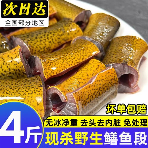 黄鳝段新鲜鳝鱼段鲜活黄鳝鱼包邮