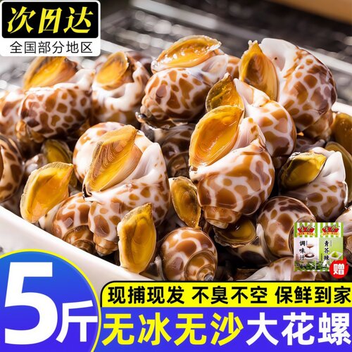 花螺鲜活新鲜海螺特大号海鲜水产