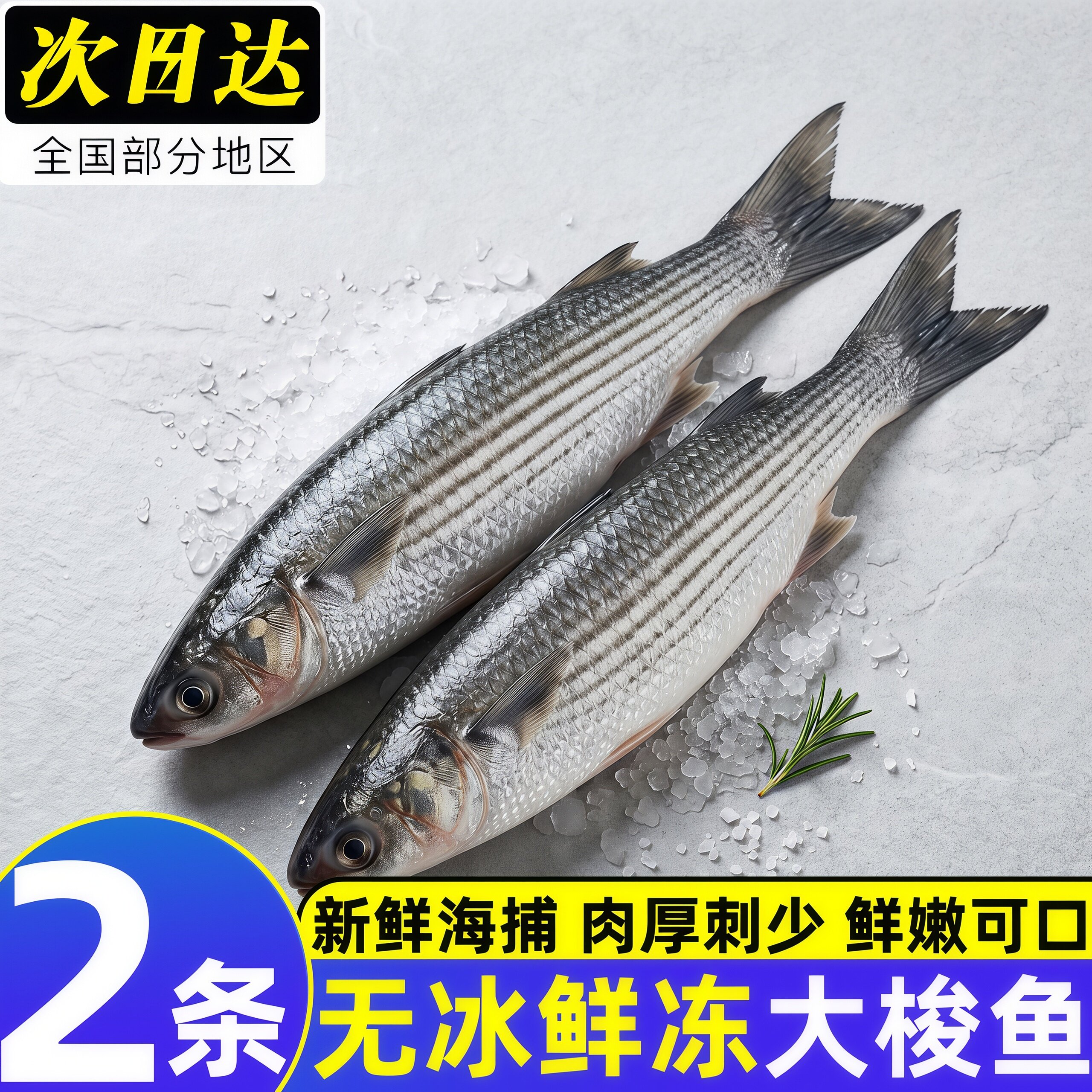 梭鱼新鲜冷冻支鱼海洋海捕鱼海鲜水产海鲜鱼梭子鱼大海鱼商用批发