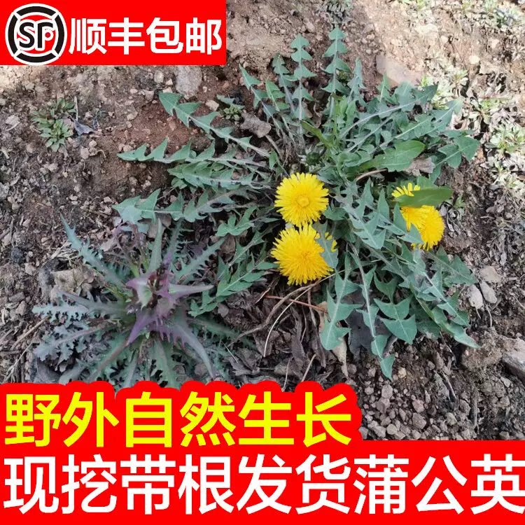 新鲜现挖蒲公英食用野生带根山野菜婆婆丁苗药用嫩叶当季农家推荐