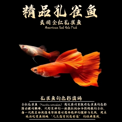 观赏鱼全红孔雀鱼热带淡水鱼