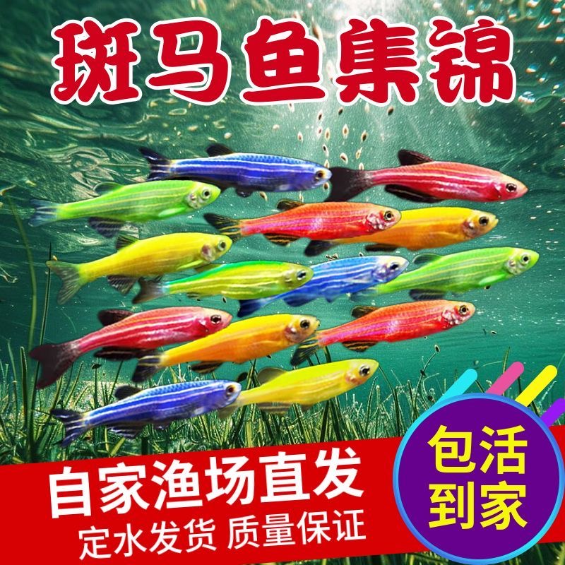 荧光斑马鱼观赏鱼热带淡水灯科鱼群游小型鱼大号斑马鱼七彩斑马鱼