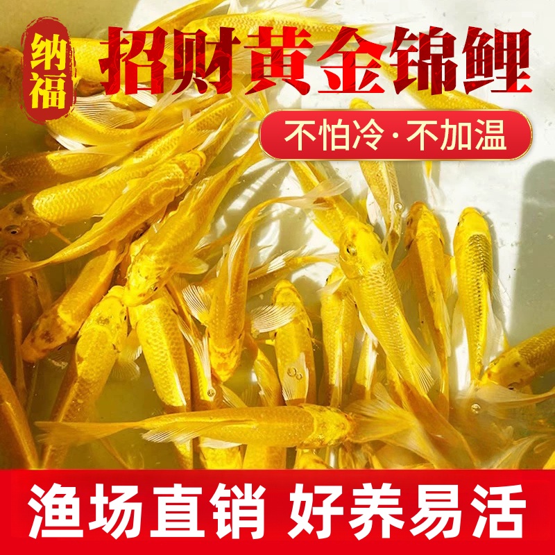 金鱼活鱼观赏鱼自来水可养