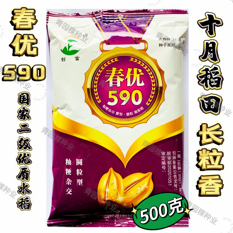 杂交粳稻种子高产抗病优质水稻春优590春优987穗大圆粒国审稻种