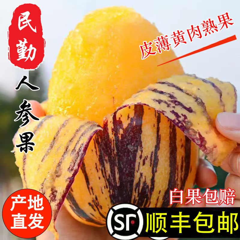 正宗民勤人参果5斤丨一级特大果