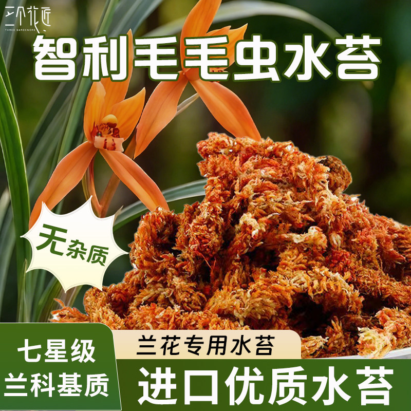 智利水苔蝴蝶兰专用毛毛虫水苔七星干苔藓乌龟冬眠垫材兰花土植料