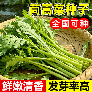 茼蒿种子耐寒早熟高产四季播种庭院阳台盆栽大叶小叶茼蒿蔬菜种籽