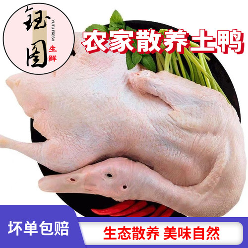 农家散养土鸭鸭子现杀
