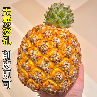 海南芒果凤梨台农23号海南澄迈凤梨海南菠萝产地采摘顺丰直发