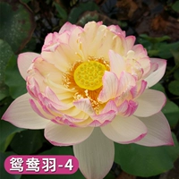 Выбранные саженцы лотоса [-荷 -4] 4 растения/порядок, чтобы получить водорастворимое удобрение