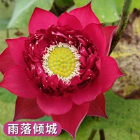 Выбранные саженцы лотоса [дождь падает в город] 4 растения/заказ, чтобы получить воду, пригородные удобрения