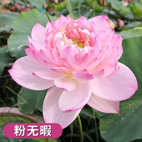 Выбранные саженцы лотоса [Fanless] 4 растения/заказ/заказ вода растворенные удобрения