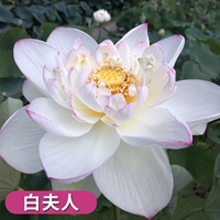 Выбранные саженцы лотоса [миссис Бай] 4 растения/заказ для получения воды