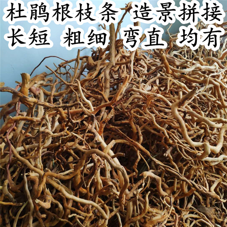 杜鹃根枝条 鱼缸南美缸造景装饰细莫斯木骨架DIY小缸沉木树森林