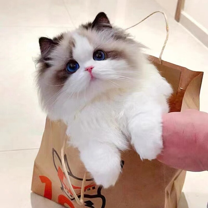 纯种布偶猫长毛布偶幼猫波斯系猫海双蓝双小猫咪活体幼崽宠物猫舍