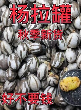 东北杨拉罐人吃钓鱼鱼饵洋辣子罐蛋坦克虫蜜袋鼯高蛋白仓鼠金丝熊