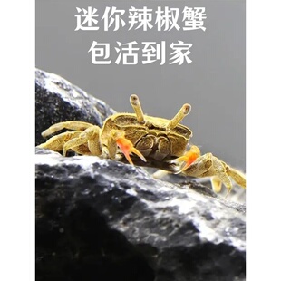 辣椒蟹迷你宠物鱼缸观赏蟹淡水爬宠辣椒蟹专用缸深水养除藻小螃蟹