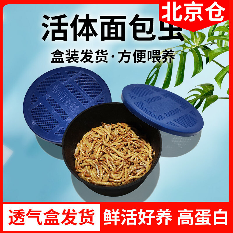 透气小盒发货面包虫黄粉虫活体蜘蛛蝎子乌龟守宫角蛙鸟活饵饲料,宠物/宠物食品及用品,爬虫/鸣虫食物,淘宝优惠券,粉丝福利购,淘宝优惠卷